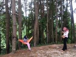 Polewali Mandar Punya Hutan Pinus Seindah Ini!