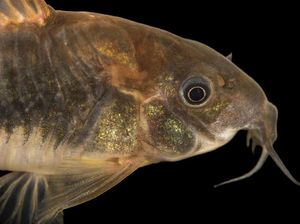 Telan Ikan Hias Hidup, Pria Ini Keracunan hingga Muntah Darah