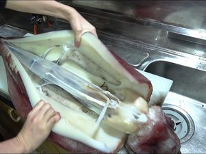 YouTuber Jepang Ini Viral Setelah Makan Daging Cumi Mentah Ukuran Besar