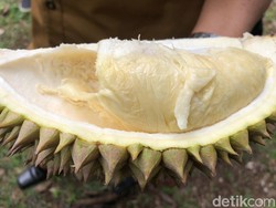 Heboh Durian Madu Racun, Beratnya 15 Kg dan Lezatnya Bikin Nagih