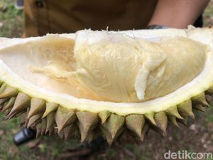 Heboh Durian Madu Racun, Beratnya 15 Kg dan Lezatnya Bikin Nagih Heboh Durian Madu Racun, Beratnya 15 Kg dan Lezatnya Bikin Nagih
