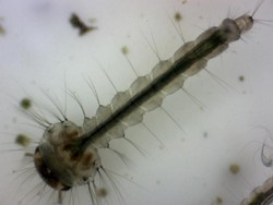 Cara Membasmi Jentik Nyamuk di Bak Mandi Pakai Bahan Alami