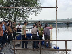 Tangan Jokowi Berdarah Kena Patil Udang di Muara Gembong