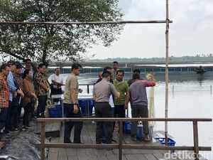 Tangan Jokowi Berdarah Kena Patil Udang di Muara Gembong Tangan Jokowi Berdarah Kena Patil Udang di Muara Gembong