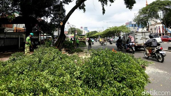 Antisipasi Tumbang, Dinas Kehutanan Pangkas Pohon Rindang