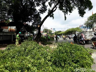 Antisipasi Tumbang, Dinas Kehutanan Pangkas Pohon Rindang