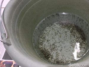 Di Pedesaan, Jentik Nyamuk DBD Banyak Ditemukan di Pagar Bambu Di Pedesaan, Jentik Nyamuk DBD Banyak Ditemukan di Pagar Bambu