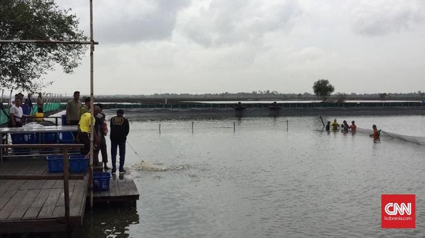 Jokowi saat menarik jala di tambak udang di Bekasi.
