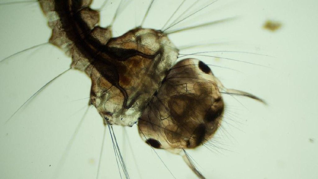 Penampakan Jentik Nyamuk di Bawah Mikroskop