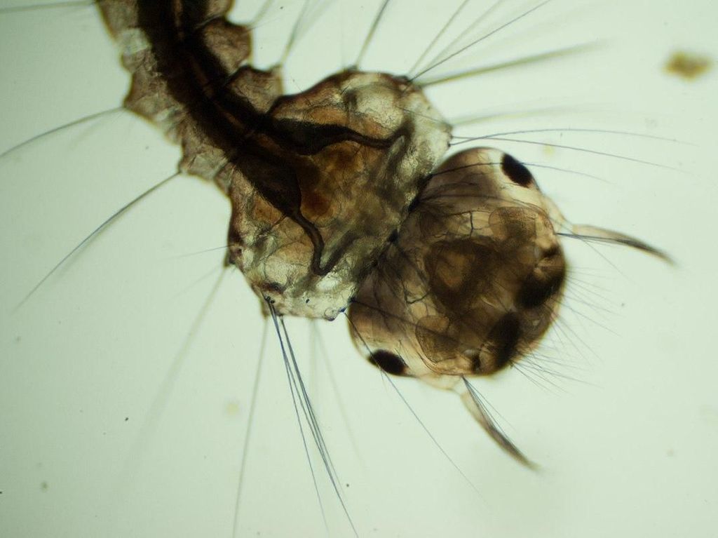 Penampakan Jentik Nyamuk di Bawah Mikroskop