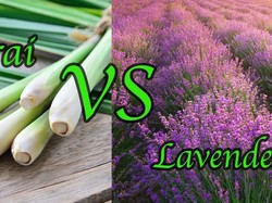 Serai Vs Lavender, Mana Lebih Ampuh Usir Nyamuk?