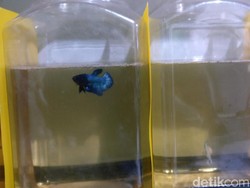 Pelihara Cupang untuk Berantas Jentik, Hal-hal Ini Harus Diperhatikan