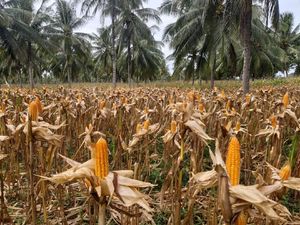 Pemerintah Akui Data Jagung Masih Bermasalah Pemerintah Akui Data Jagung Masih Bermasalah