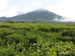 Penat? Yuk Intip Segarnya Kebun Teh Tertinggi di Indonesia