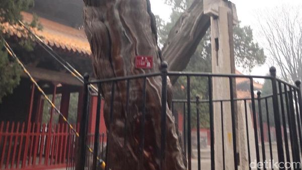 Foto: Pohon Berbentuk Naga karena Dipegang Kaisar China