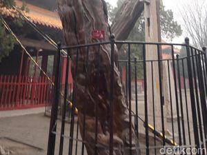 Foto: Pohon Berbentuk Naga karena Dipegang Kaisar China