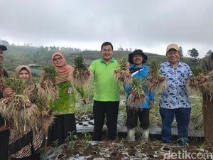 Bawang Merah Sakato dari Solok, Lebih Besar dan Harum Aromanya