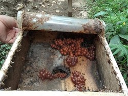Mampir di Kebun Milik M Haris, Pabrik Antibiotik Alami Terbaik
