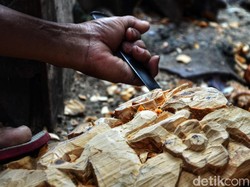 Berapa Harga Pohon Mahoni di Pasaran?