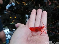 Ramai Soal Udang, Tahu Udang Merah Keramat di Sulawesi Tenggara?