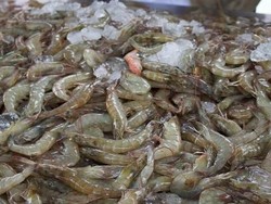 Ada Asuransi Buat Petambak Udang, Berapa Iurannya?
