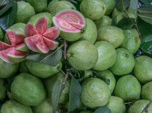 15 Manfaat Buah Jambu Biji yang Dapat Meningkatkan Imun