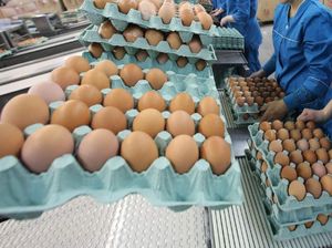 Telur Ayam Modifikasi Ini Bisa Bantu Membunuh Sel Kanker Telur Ayam Modifikasi Ini Bisa Bantu Membunuh Sel Kanker