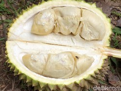 Penjual Durian di Penang Kini Harus Kantongi Izin dari Pemerintah