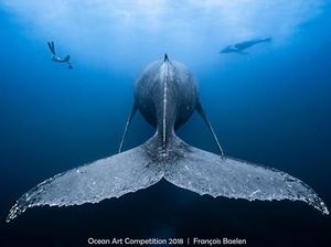 Karya Mengagumkan Jawara Ocean Art Underwater 2018