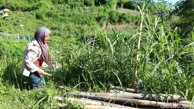 Warga Bersihkan Tanaman yang Terpapar Hujan Abu Merapi Tadi Malam