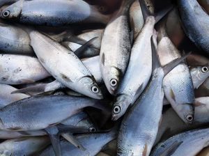 KKP Minta Perum Perindo Kelola Aset Kulkas Raksasa