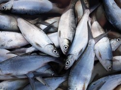 KKP Minta Perum Perindo Kelola Aset Kulkas Raksasa