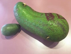 Alpukat Raksasa dari Pohon Usia 78 Tahun Ini Beratnya Hampir 3 Kilogram!