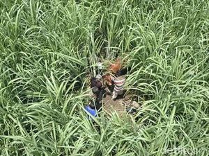 Berkat Drone, Sapi Curian Disembunyikan di Rimbunnya Tebu Ditemukan