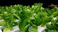 Tanaman Hidroponik Mejeng di Green Festival 2019