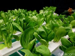 Tanaman Hidroponik Mejeng di Green Festival 2019 Tanaman Hidroponik Mejeng di Green Festival 2019