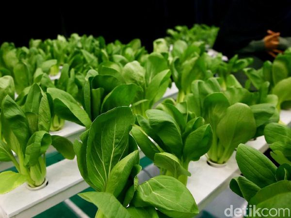 Tanaman Hidroponik Mejeng di Green Festival 2019