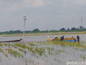 Ratusan Hektare Sawah di Kudus Terancam Puso Akibat Banjir