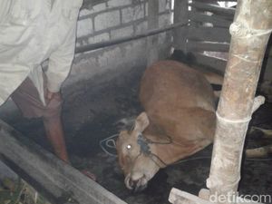 Fenomena Sapi Mati Mendadak, Ini Penjelasan Dinas Peternakan Lamongan Fenomena Sapi Mati Mendadak, Ini Penjelasan Dinas Peternakan Lamongan