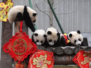 Aksi Menggemaskan Panda di China Sambut Imlek