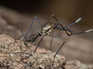 Potret Nyamuk Gajah yang Bisa Jadi Sahabat Manusia Berantas Penyakit