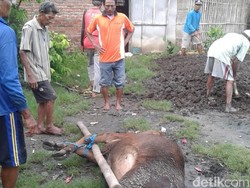 2 Bulan, 16 Sapi Mati Mendadak di Dua Kecamatan Lamongan