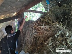 Bosan Sakit, Pria di Jombang Gantung Diri di Kandang Sapi