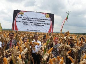 Grobogan Diperkirakan Panen Jagung 246.210 Ton Bulan Ini
