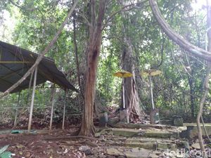 Potret Hutan di Banjar yang Lekat Nuansa Mistis
