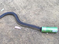 Mencari Air, Kepala Ular Nyangkut di Kaleng Minuman