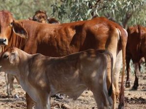 Kematian Sapi di Daerah Terpencil Australia Barat Bisa Capai 2.000 Ekor