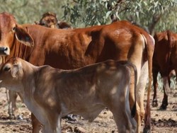 Kematian Sapi di Daerah Terpencil Australia Barat Bisa Capai 2.000 Ekor