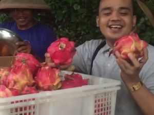 Waduh! Incess Lubis alias Fahrit Mufama Makan Buah Naga dan Kulitnya Waduh! Incess Lubis alias Fahrit Mufama Makan Buah Naga dan Kulitnya