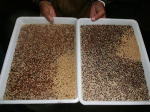 Mengintip Peternakan Belatung Medis di China